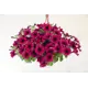 Сурфиния ампельная микс ø18 h25 см