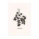 Постер Цветы и растения - Черные листья 60x90 см в раме