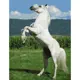 Картина по номерам Molly 30x40 см Цветной холст Белый конь (19 цветов)