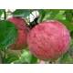 Яблоня Коричное полосатое ø20 h140 см