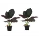 Искусственные декоративные растения Алоказия SA11652 набор 2 предмета