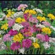 Лук декоративный микс луковица 6/8