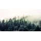Фотообои флизелиновые Printwalls Forest 500x270 см Туманный хвойный лес