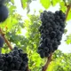 Виноград Каберне Совиньон h40 см
