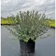 Ива Розмаринолистная ø19 h30-40 см