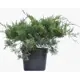 Можжевельник Виргинский h50 см