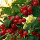 Вишня войлочная Лето ø30 h50 см v3.5 л
