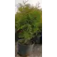 Туя Брабант ø21 h60 см