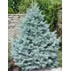 Ель голубая Глаука ø35 h100 см