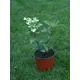 Саженец Гортензия метельчатая Ламлайт ø30 h150 см