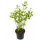 Гортензия метельчатая Limelight 55-75 см
