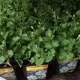 Колокольчик персиколистный ø9 h20 см Поиск Инвест
