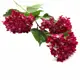 Искусственное растение Гортензии Astra&Craft HY125-36020 70см F Бордовые