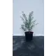 Спирея Вангутта ø19 см h40-60 см