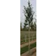 Береза повислая h180-200 см