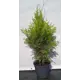Туя западная Брабант ø22.5 см h60-80 см
