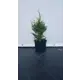 Туя западная Брабант ø19 см h60-80 см