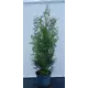 Туя западная Брабант ø28 см h100-120 см