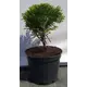 Туя западная Даника ø19 см h40-60 см