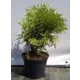 Туя западная Даника Аурея ø19 см h40-60 см