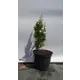 Туя западная Дегрут Спайр ø19 см h40-60 см