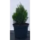 Туя западная Мики ø19 см h40-60 см
