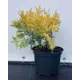 Туя западная Санкист ø19 см h40-60 см