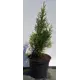Туя Смарагд ø19 см h40-60 см