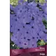 Флокс метельчатый Аида