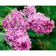 Сирень Сенсация ø22.5 см h20-40 см