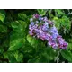 Сирень Аукабафолия ø19 см h40-60 см