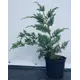 Можжевельник Блю Альпс h20-40 см