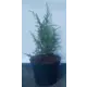 Можжевельник Арнольд h20-40 см
