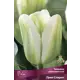 Тюльпан зеленоцветный Грин Спирит, 10 шт