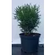 Туя западная Литл Джем h10-20 см