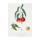 Постер Просто Постер "Фрукты - веточка с плодами нектарина" 90x60 см в подарочном тубусе