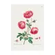 Постер Простопостер "Пионы - розовый пион" 120x90 см в подарочном тубусе без рамы
