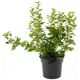 Смородина альпийская Smidt ø19 h35-55 см