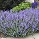 Котовник Сикс Хиллс Гиант луковица I