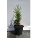 Туя западная Кинг Оф Брабант h20-30 см