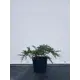 Можжевельник Репанда h20-40 см