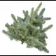 Хвойная срезка Голубая Ель 5-7кг h50-80см