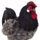 Плюшевая игрушка Курица 6037 Hansa creation 26 см цвет черный