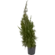 Туя Смарагд ø25 h80 см