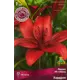 Лилия ЛА-гибрид Хардрок 1 шт.