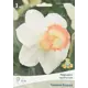 Нарцисс трубчатый Чайниз корал луковица 10/12, 3 шт.
