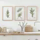 Набор постеров 3 шт 28 картин Хвоя ветки елки 30x40 см без рамы