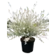 Ива цельнолистная Хакуро Нишики ø17 h30-50 см