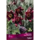 Прострел обыкновенный Рубра