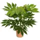 Фатсия микс ø27 h130 см